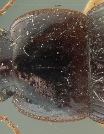 Media type: image;   Entomology 5922 Aspect: pronotum dorsal